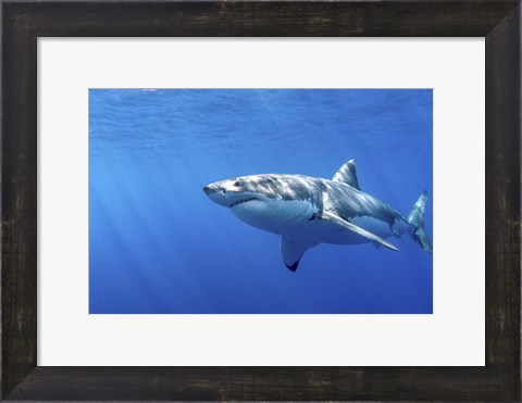 Framed Great White Shark in Guadalupe Mexico Print