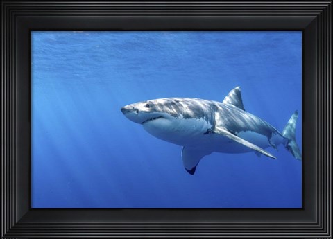 Framed Great White Shark in Guadalupe Mexico Print
