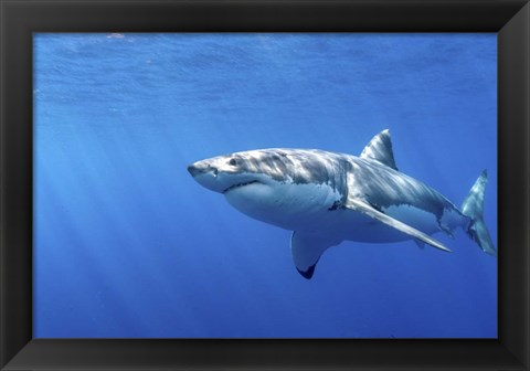 Framed Great White Shark in Guadalupe Mexico Print