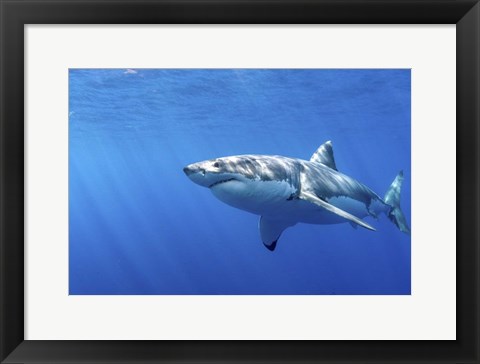 Framed Great White Shark in Guadalupe Mexico Print