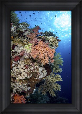 Framed Beautiful Soft Coral Reef in the Red Sea, Red Sea Print