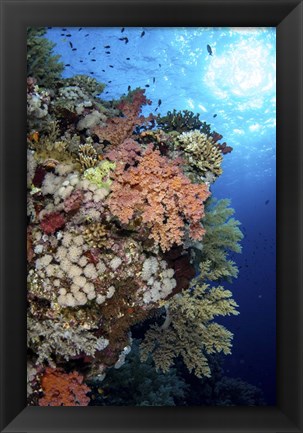 Framed Beautiful Soft Coral Reef in the Red Sea, Red Sea Print