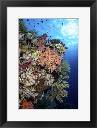 Framed Beautiful Soft Coral Reef in the Red Sea, Red Sea Print