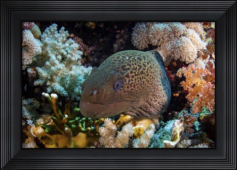 Framed Moray Eel Framed With Beautiful Soft Corals, Red Sea Print