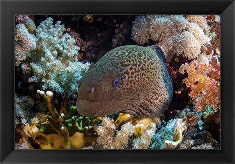 Framed Moray Eel Framed With Beautiful Soft Corals, Red Sea Print