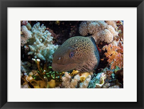 Framed Moray Eel Framed With Beautiful Soft Corals, Red Sea Print