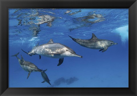 Framed Pod Of Spinner Dolphins Plays Near the Surface Of Red Sea Print