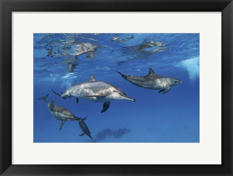 Framed Pod Of Spinner Dolphins Plays Near the Surface Of Red Sea Print