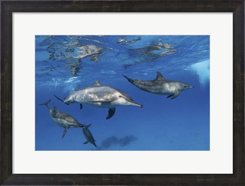 Framed Pod Of Spinner Dolphins Plays Near the Surface Of Red Sea Print