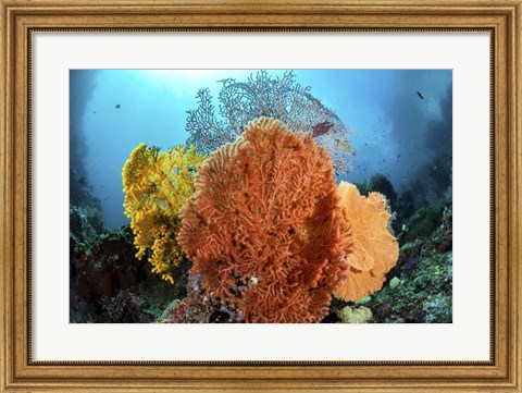 Framed Different Colored Sea Fans Grow Together Print