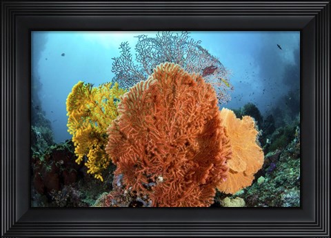 Framed Different Colored Sea Fans Grow Together Print