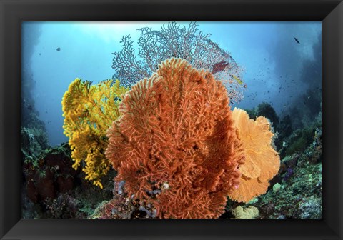 Framed Different Colored Sea Fans Grow Together Print