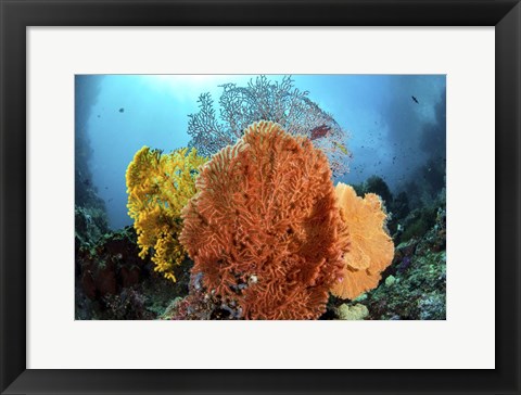 Framed Different Colored Sea Fans Grow Together Print