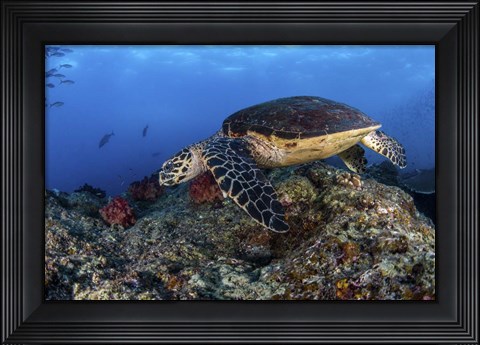 Framed Hawksbill Turtle Glides Over a Reef in Search Of a Meal Print