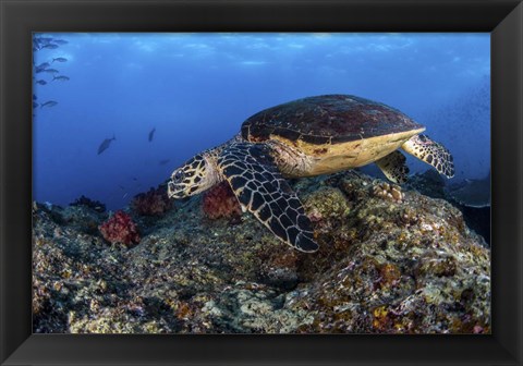 Framed Hawksbill Turtle Glides Over a Reef in Search Of a Meal Print