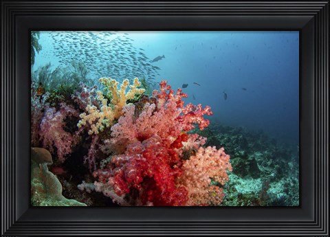 Framed Soft Corals Adorn the Reef and Fish Are Plentiful Print