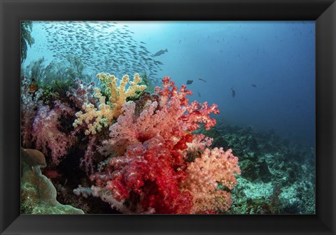 Framed Soft Corals Adorn the Reef and Fish Are Plentiful Print