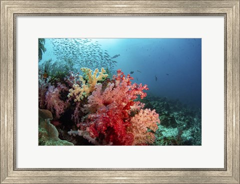 Framed Soft Corals Adorn the Reef and Fish Are Plentiful Print