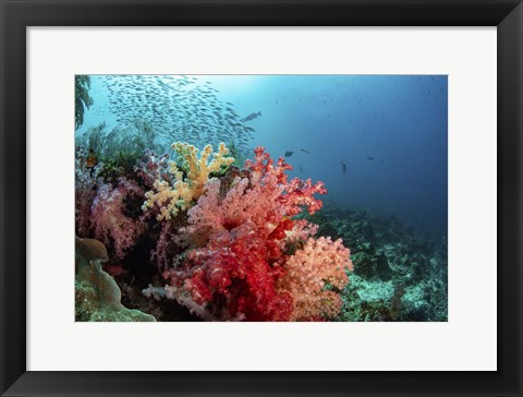 Framed Soft Corals Adorn the Reef and Fish Are Plentiful Print