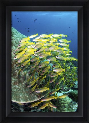Framed School Of Fish Bonds Tightly Together For Protection Print