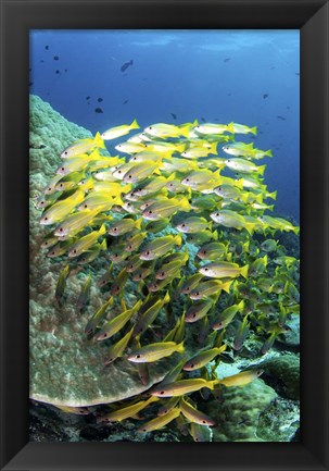 Framed School Of Fish Bonds Tightly Together For Protection Print