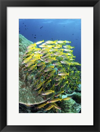 Framed School Of Fish Bonds Tightly Together For Protection Print