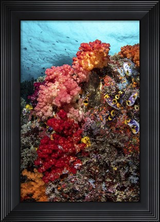 Framed Colorful Soft Corals Live Along the Ridge Of This Coral Bommie Print