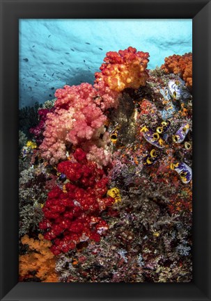 Framed Colorful Soft Corals Live Along the Ridge Of This Coral Bommie Print