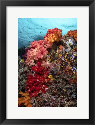 Framed Colorful Soft Corals Live Along the Ridge Of This Coral Bommie Print