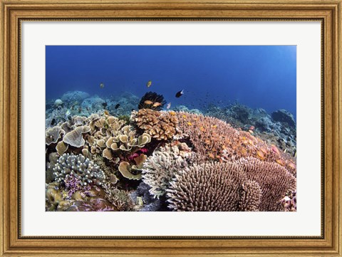 Framed Beautiful Hard Coral Reef Supports a Healthy Ecosystem Print
