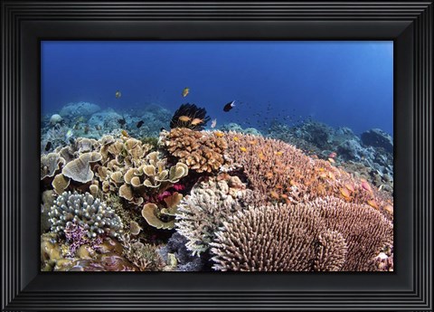 Framed Beautiful Hard Coral Reef Supports a Healthy Ecosystem Print