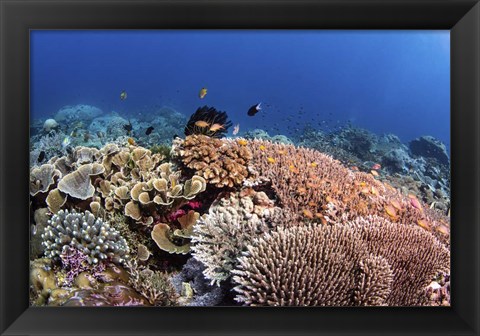 Framed Beautiful Hard Coral Reef Supports a Healthy Ecosystem Print