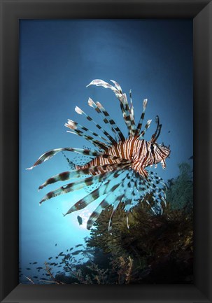 Framed Lionfish Hovers Over a Coral Reef As the Sun Sets Print