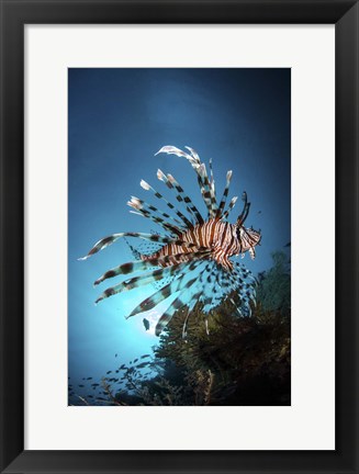 Framed Lionfish Hovers Over a Coral Reef As the Sun Sets Print