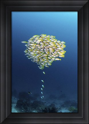 Framed School Of Fish With a Few Stragglers Catching Up to the School Print