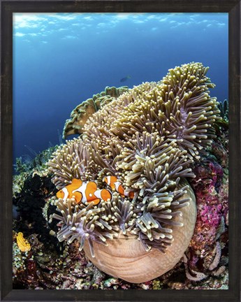 Framed Clownfish Seeking Shelter in An Anemone Print
