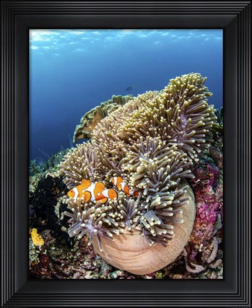 Framed Clownfish Seeking Shelter in An Anemone Print