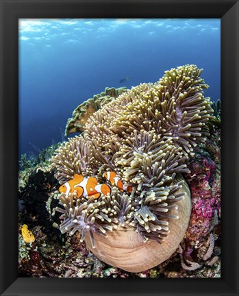 Framed Clownfish Seeking Shelter in An Anemone Print