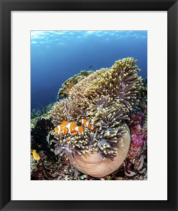 Framed Clownfish Seeking Shelter in An Anemone Print