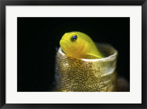 Framed Lemon Goby With Its Eggs On the Side Of a Tube Worm Hole Print