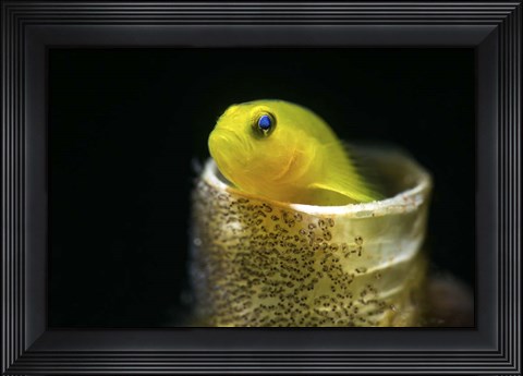 Framed Lemon Goby With Its Eggs On the Side Of a Tube Worm Hole Print