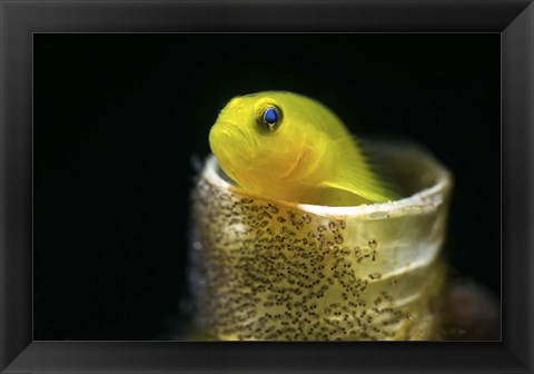 Framed Lemon Goby With Its Eggs On the Side Of a Tube Worm Hole Print