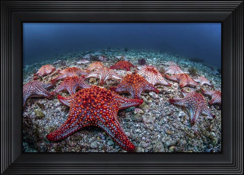 Framed Panamic Cushion Stars Gather On the Sea Floor Print