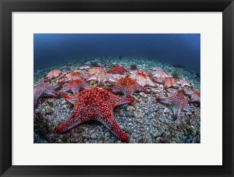 Framed Panamic Cushion Stars Gather On the Sea Floor Print