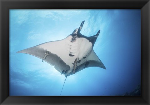 Framed Giant Manta Ray Soars By Under the Sun Print