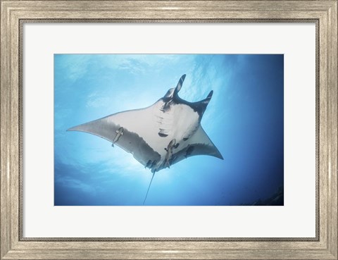 Framed Giant Manta Ray Soars By Under the Sun Print