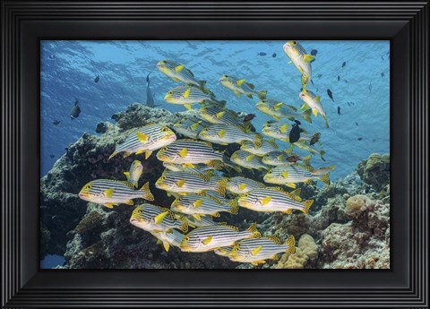 Framed School Of Sweetlip Fish Stacked Up Against a Coral Head Print