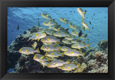 Framed School Of Sweetlip Fish Stacked Up Against a Coral Head Print