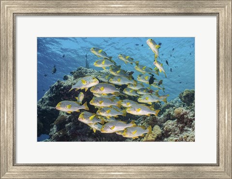 Framed School Of Sweetlip Fish Stacked Up Against a Coral Head Print