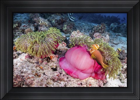 Framed Two Anemone Fish Make Their Home in a Pink Anemone Print